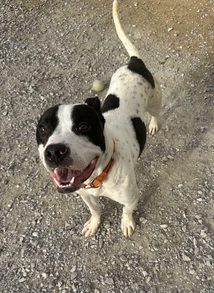 Enlarge Buddy Zander, a Adoptable Pit Bull Terrier in Evansville, IN image 2/6