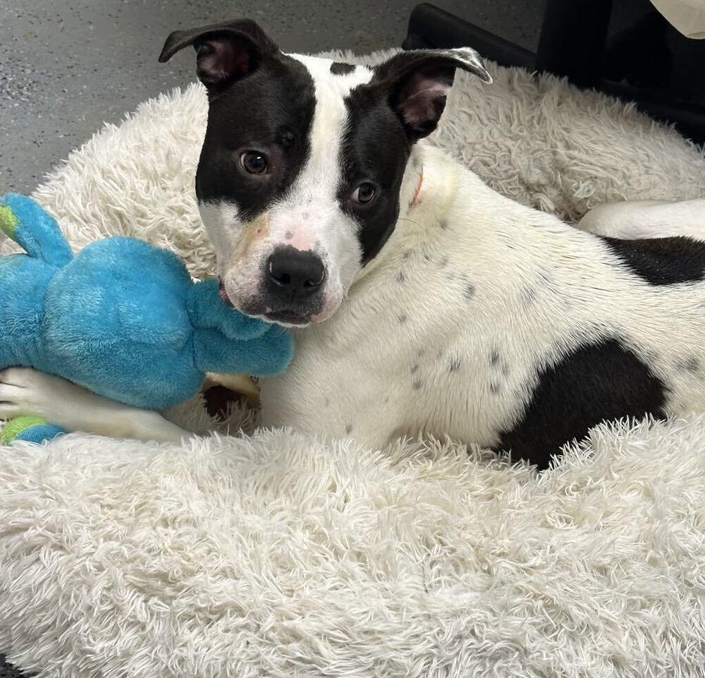 Enlarge Buddy Zander, a Adoptable Pit Bull Terrier in Evansville, IN image 3/6