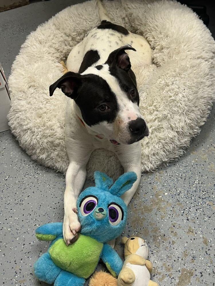 Enlarge Buddy Zander, a Adoptable Pit Bull Terrier in Evansville, IN image 4/6