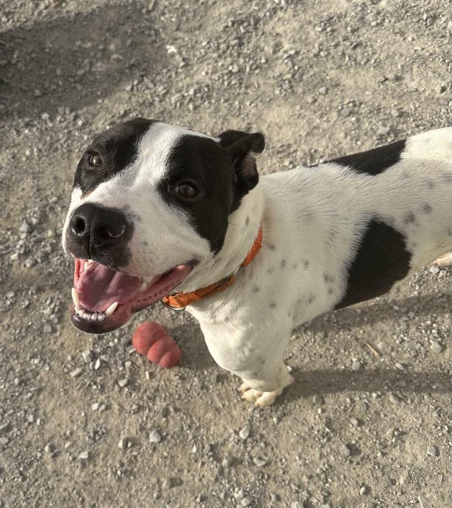 Enlarge Buddy Zander, a Adoptable Pit Bull Terrier in Evansville, IN image 5/6