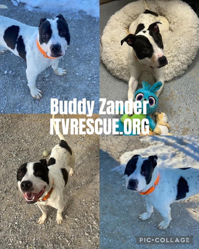 Enlarge Buddy Zander, a Adoptable Pit Bull Terrier in Evansville, IN image 6/6