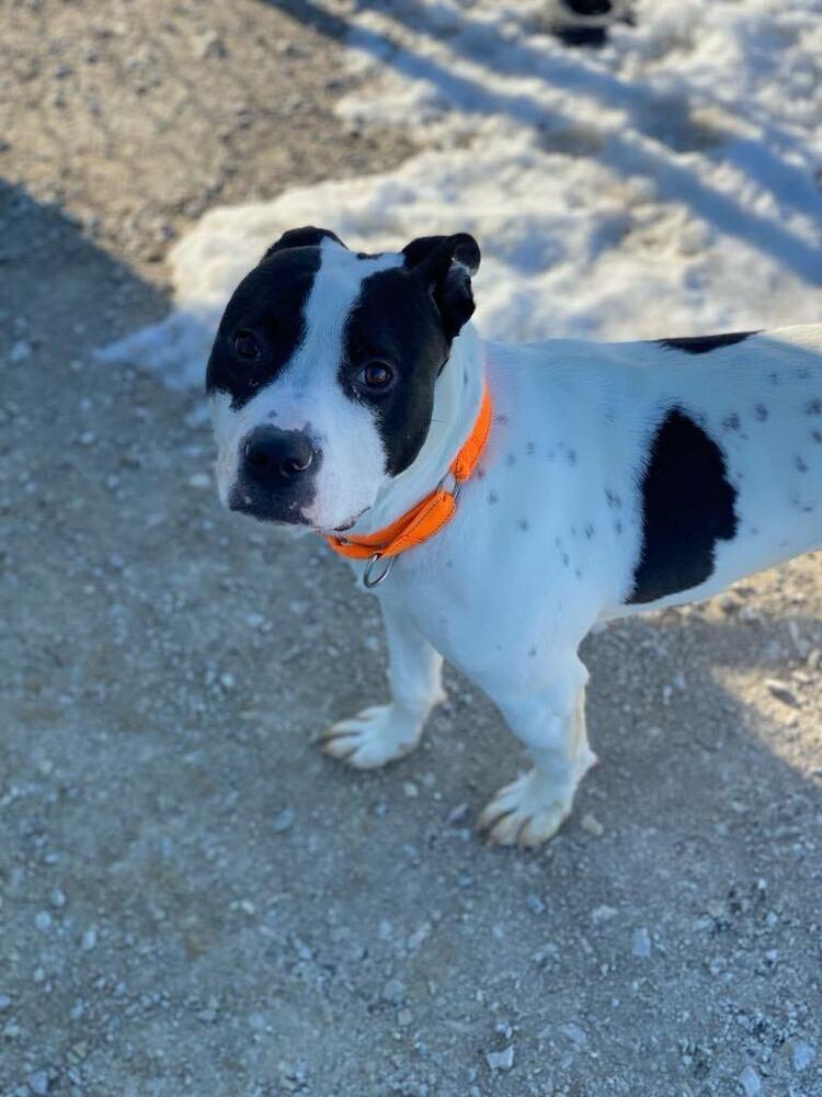 Enlarge Buddy Zander, a Adoptable Pit Bull Terrier in Evansville, IN image 6/6