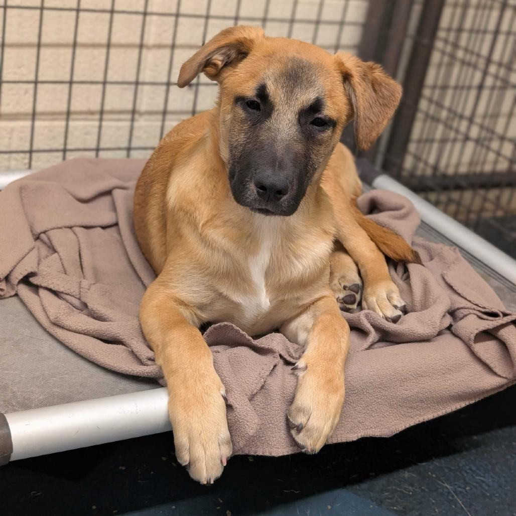 Crockett, Adoptable, Young Male Beagle & Mixed Breed.