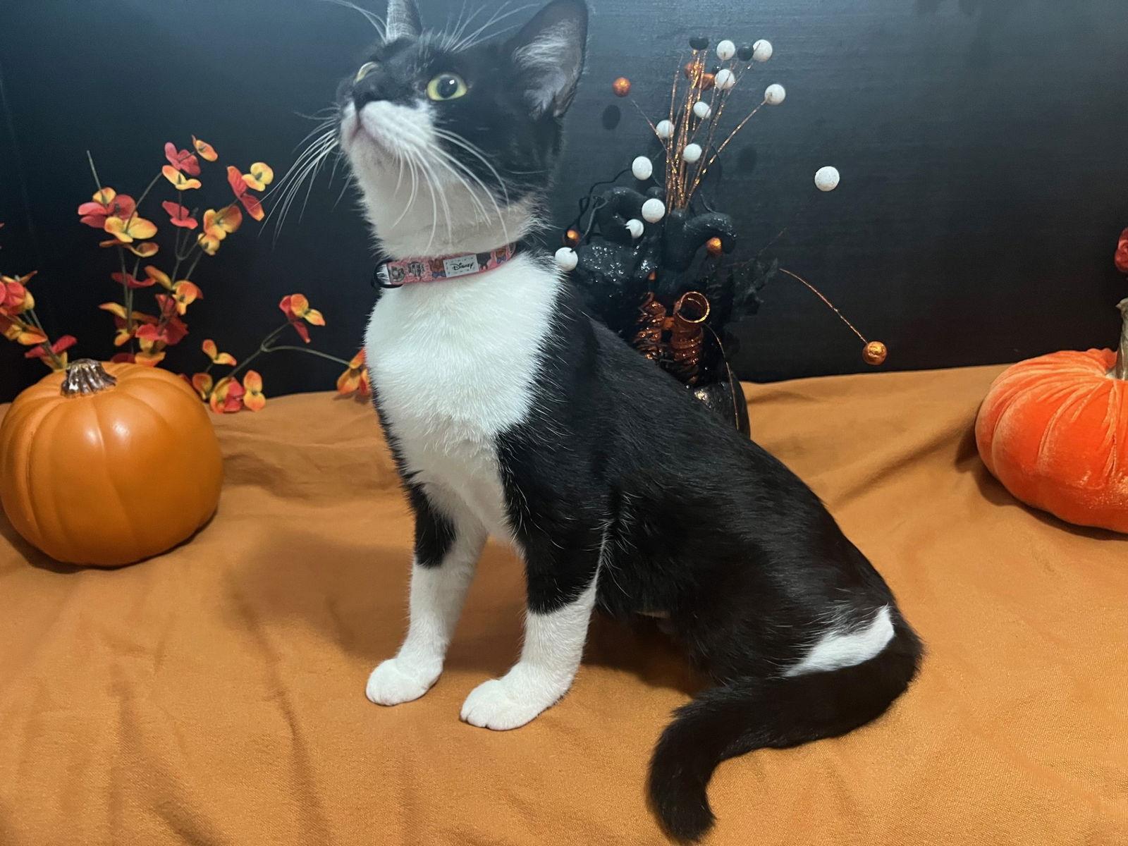 Panda, Adoptable, Young Female Tuxedo & Domestic Short Hair.