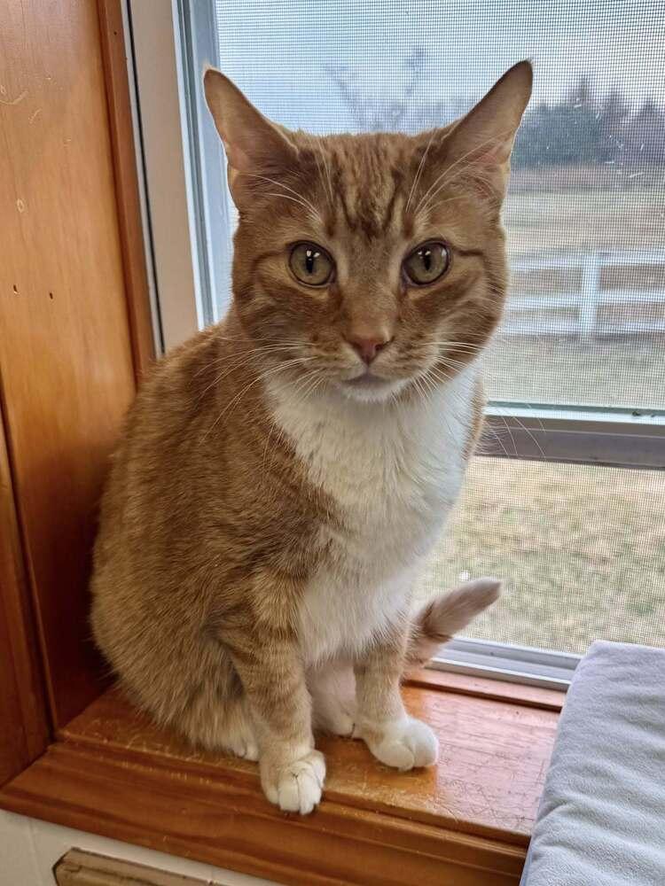 Enlarge Maximus, a Adopted mixed breed in Papillion, NE image 1/1