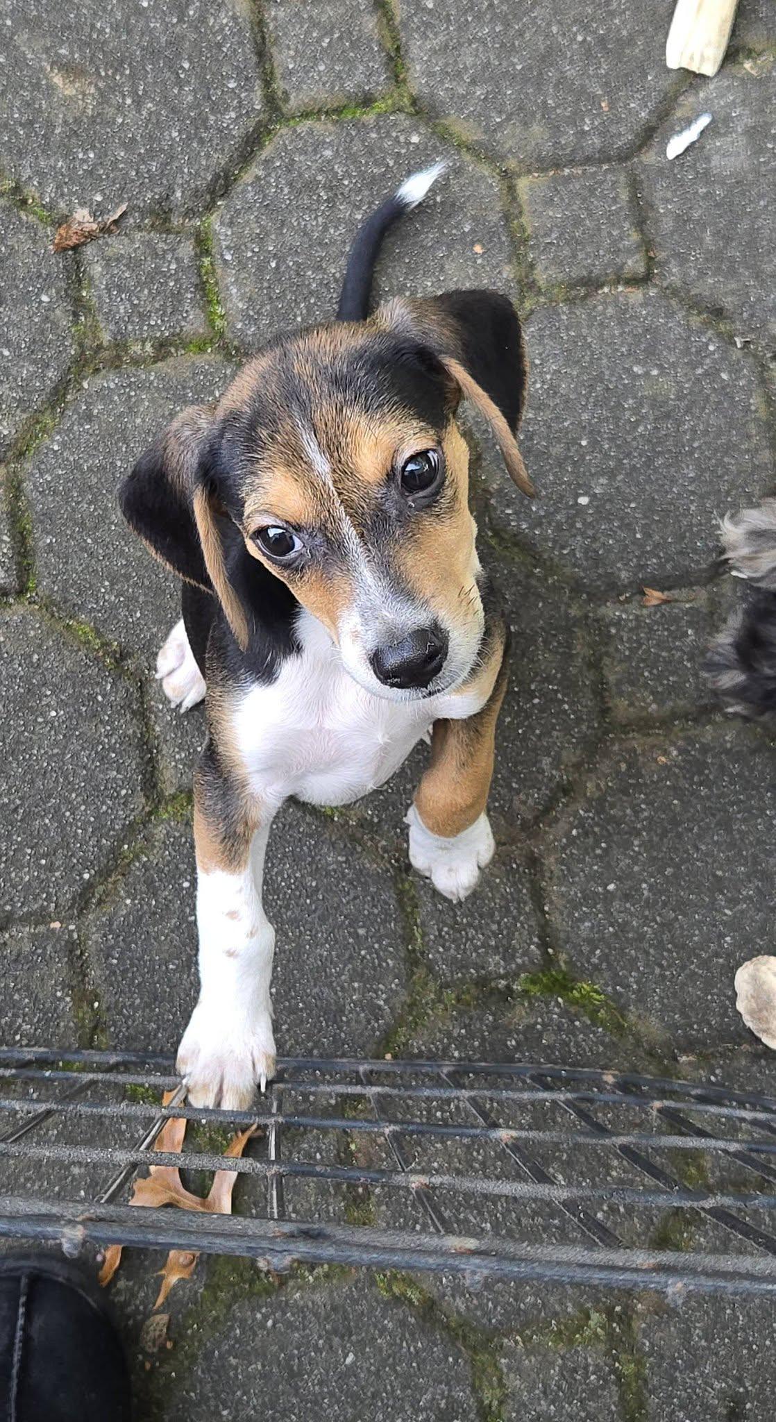 Enlarge Bandit, a Adoptable Beagle in Tenafly, NJ image 1/3