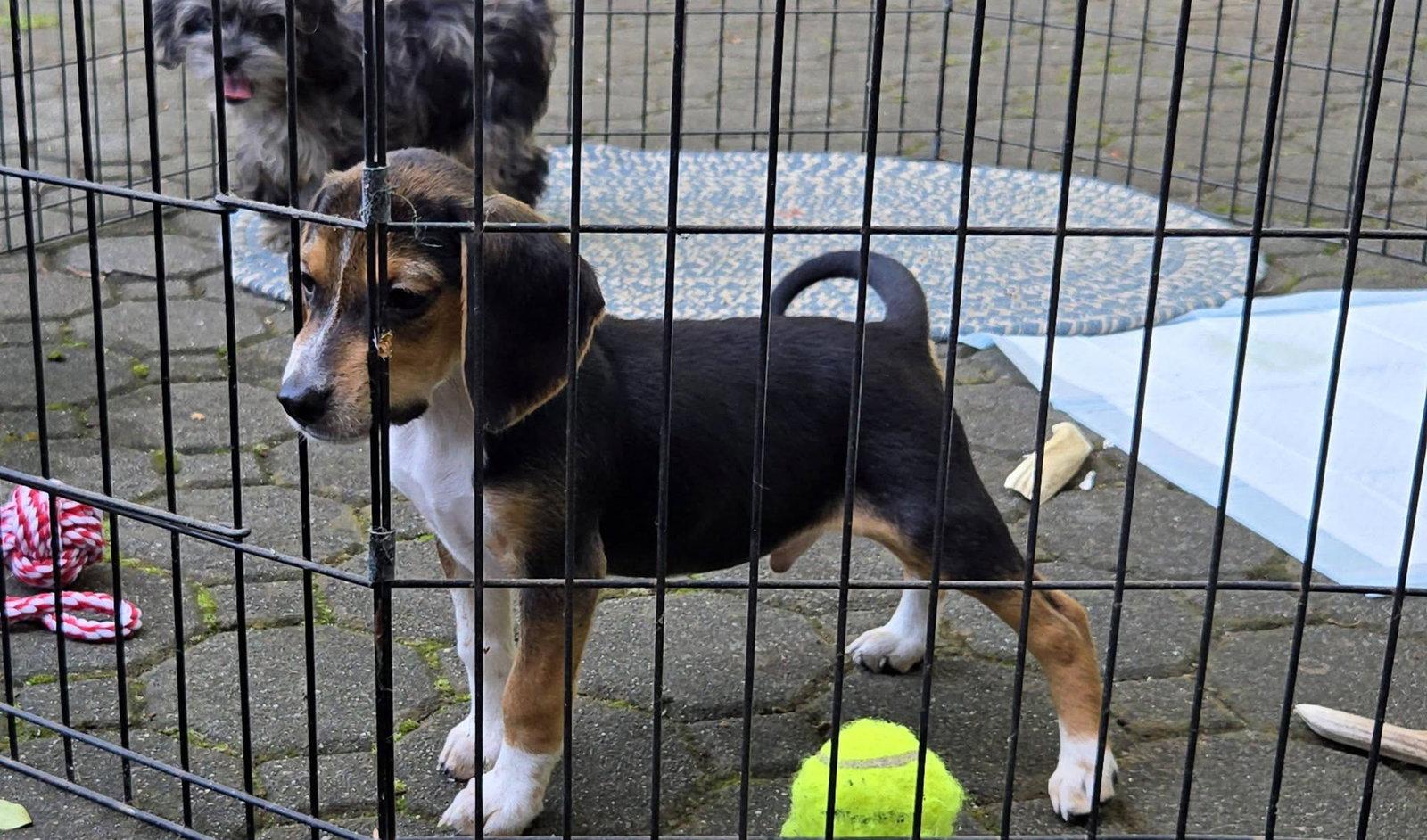 Enlarge Bandit, a Adoptable Beagle in Tenafly, NJ image 2/3