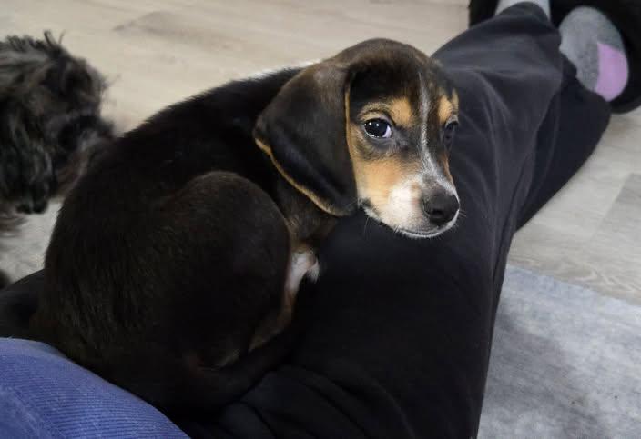Enlarge Bandit, a Adoptable Beagle in Tenafly, NJ image 3/3