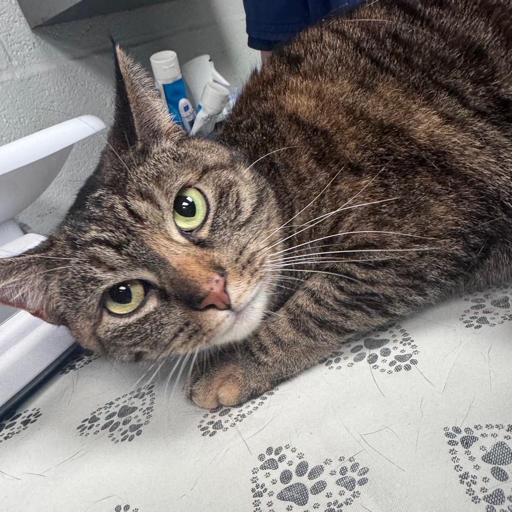 Clove, Adoptable, Adult Female Domestic Short Hair.