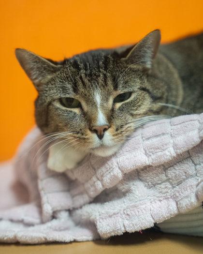 Shiloh, Adoptable, Adult Male Domestic Short Hair & Domestic Short Hair.