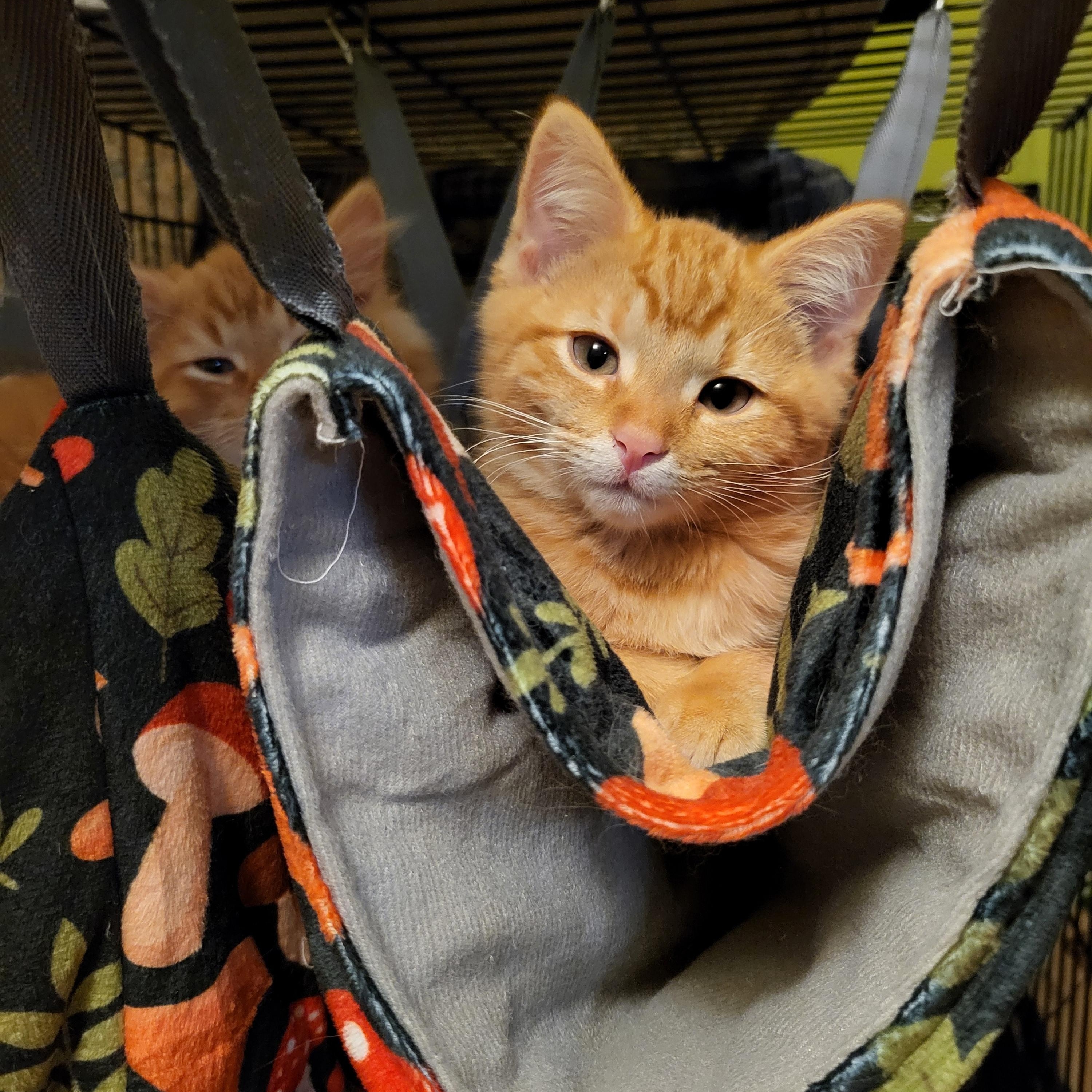 Opa, a Adoptable Domestic Short Hair in Milwaukee, WI image 5/6