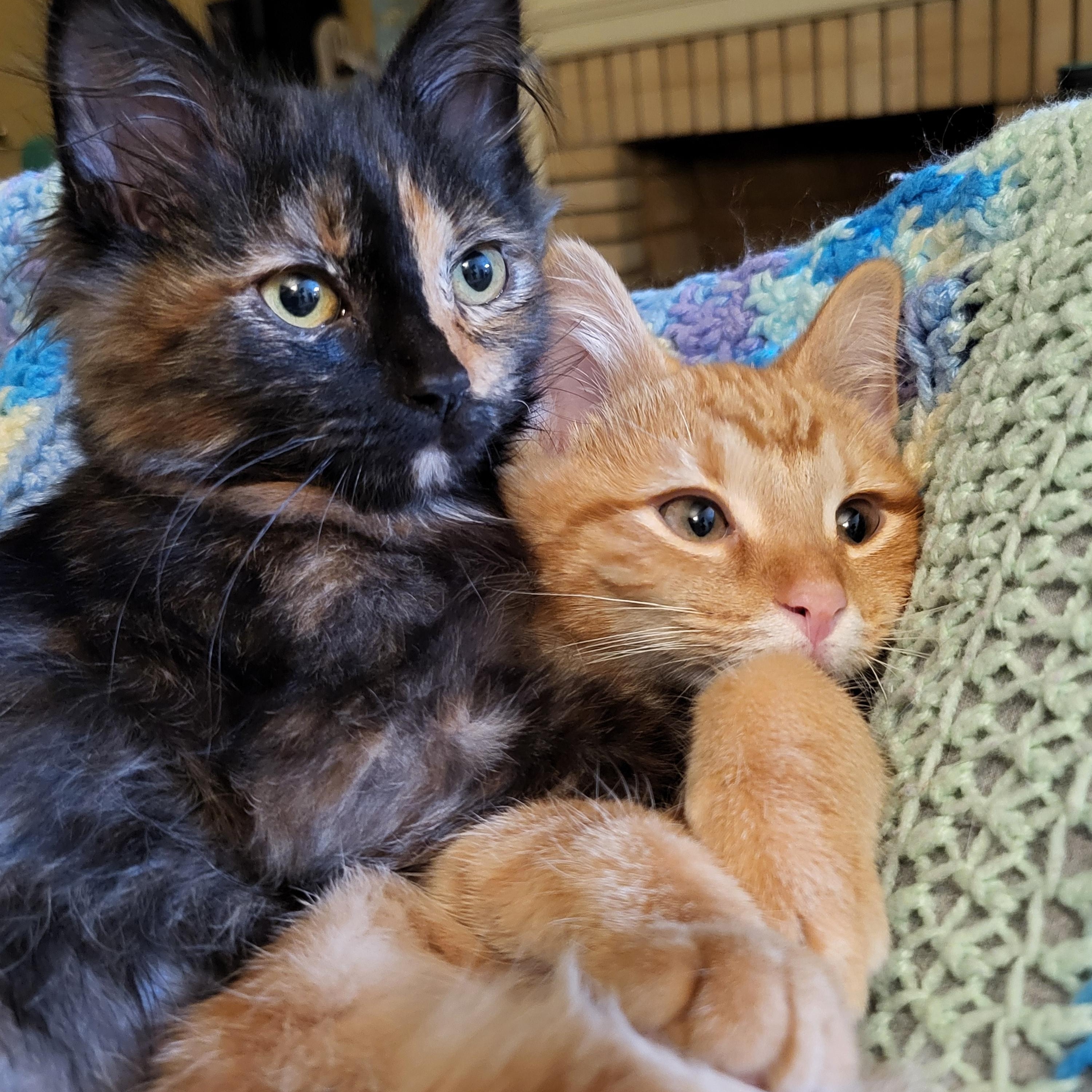 Opa, a Adoptable Domestic Short Hair in Milwaukee, WI image 3/6