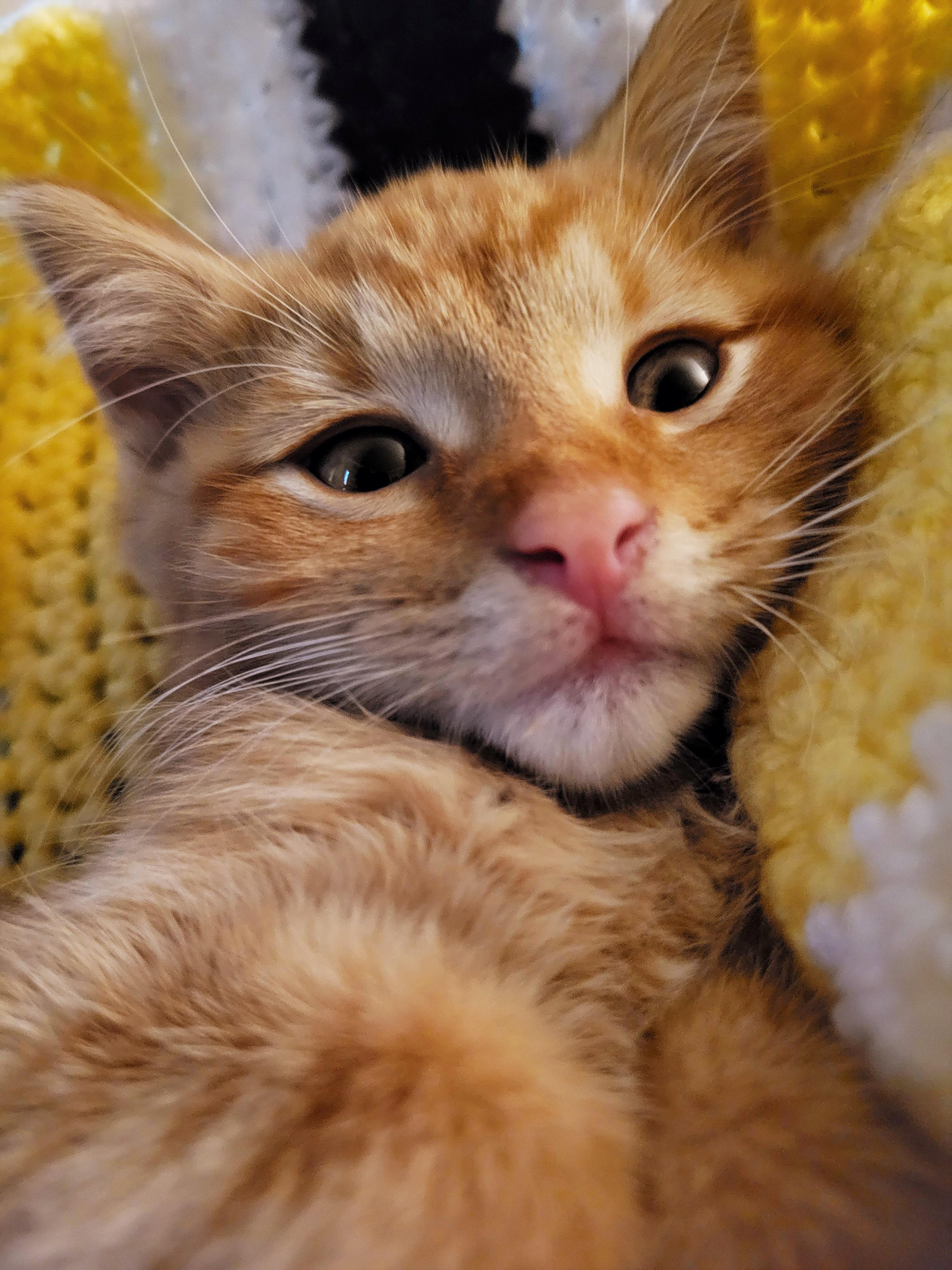 Opa, Adoptable, Young Female Domestic Short Hair.