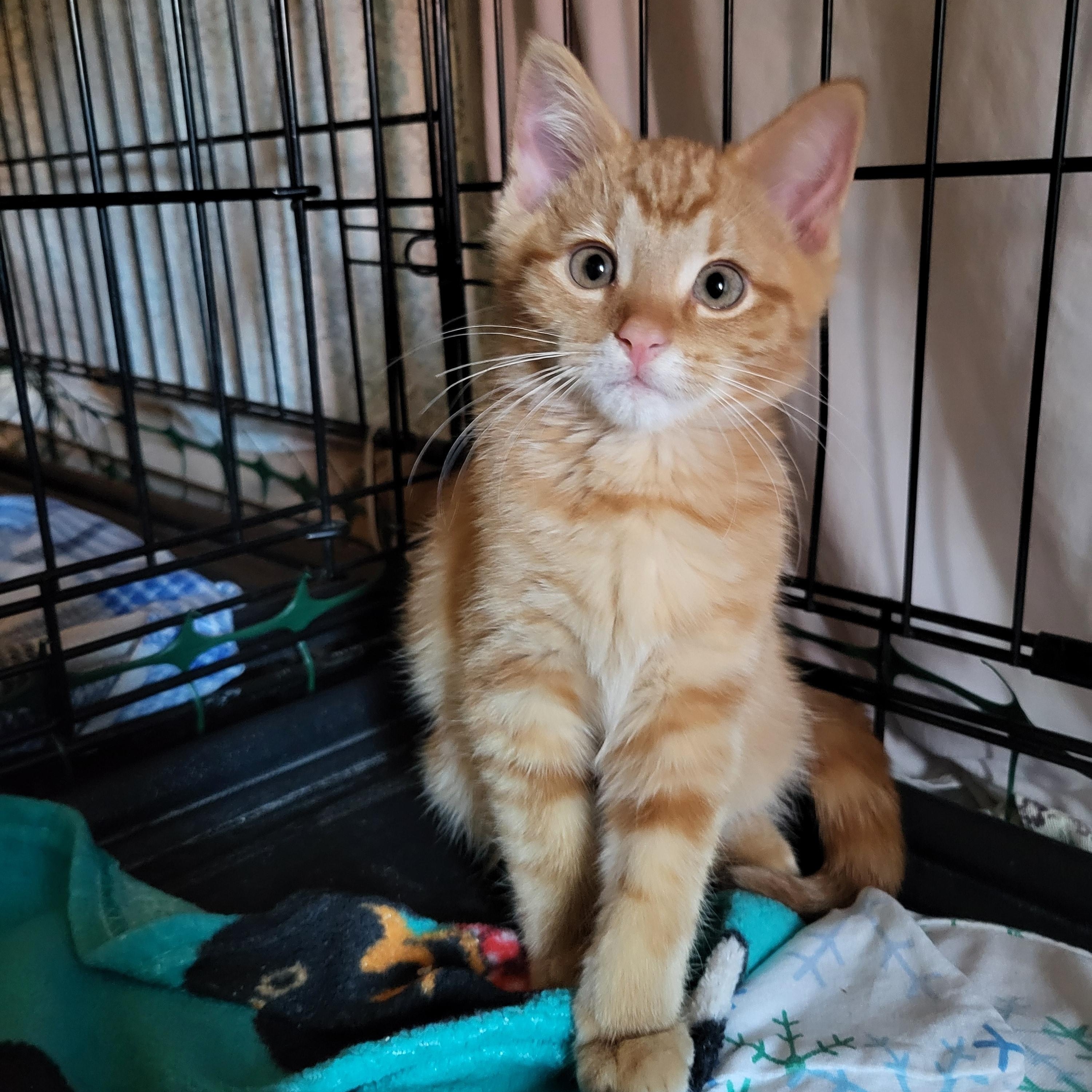 Opa, a Adoptable Domestic Short Hair in Milwaukee, WI image 2/6