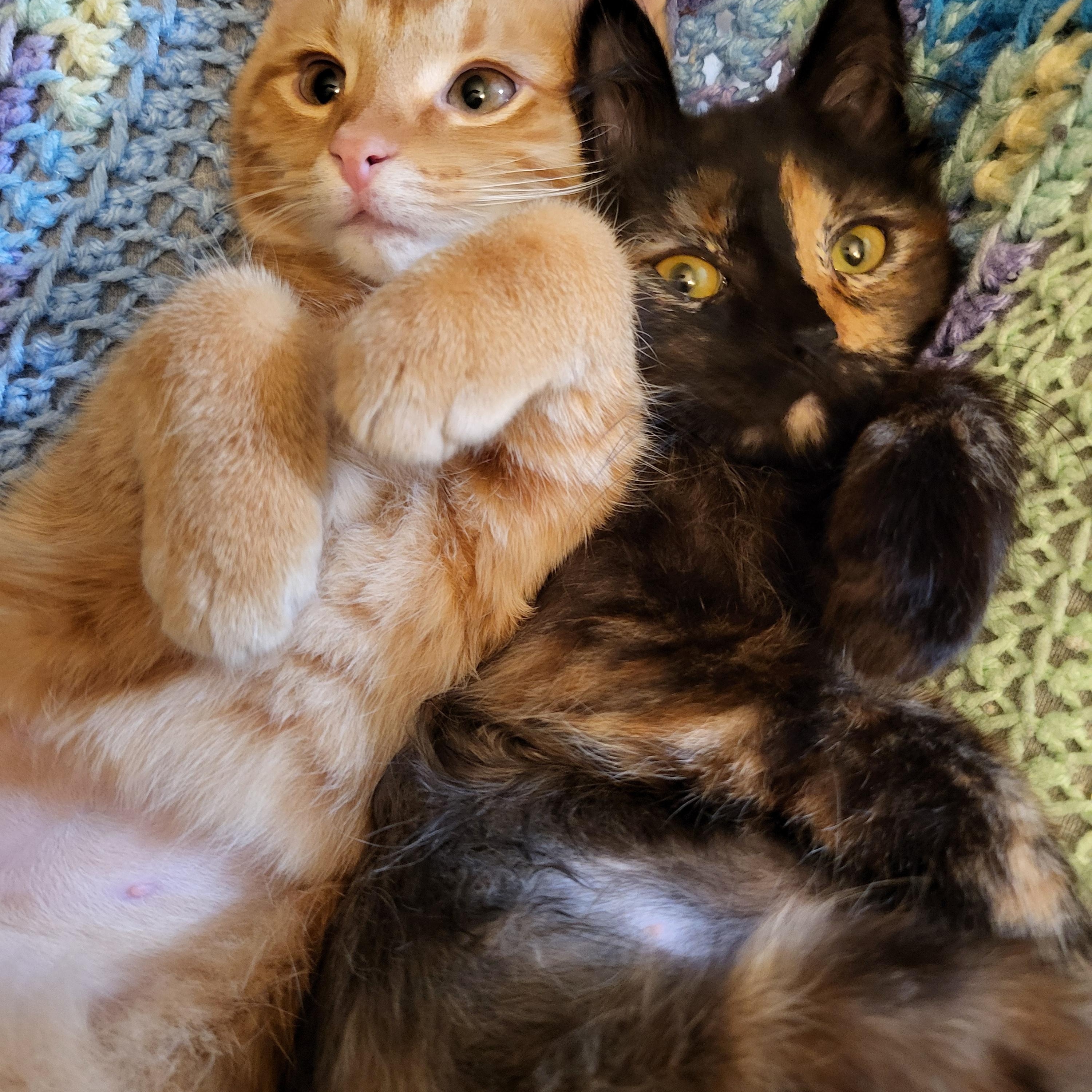 Opa, a Adoptable Domestic Short Hair in Milwaukee, WI image 4/6