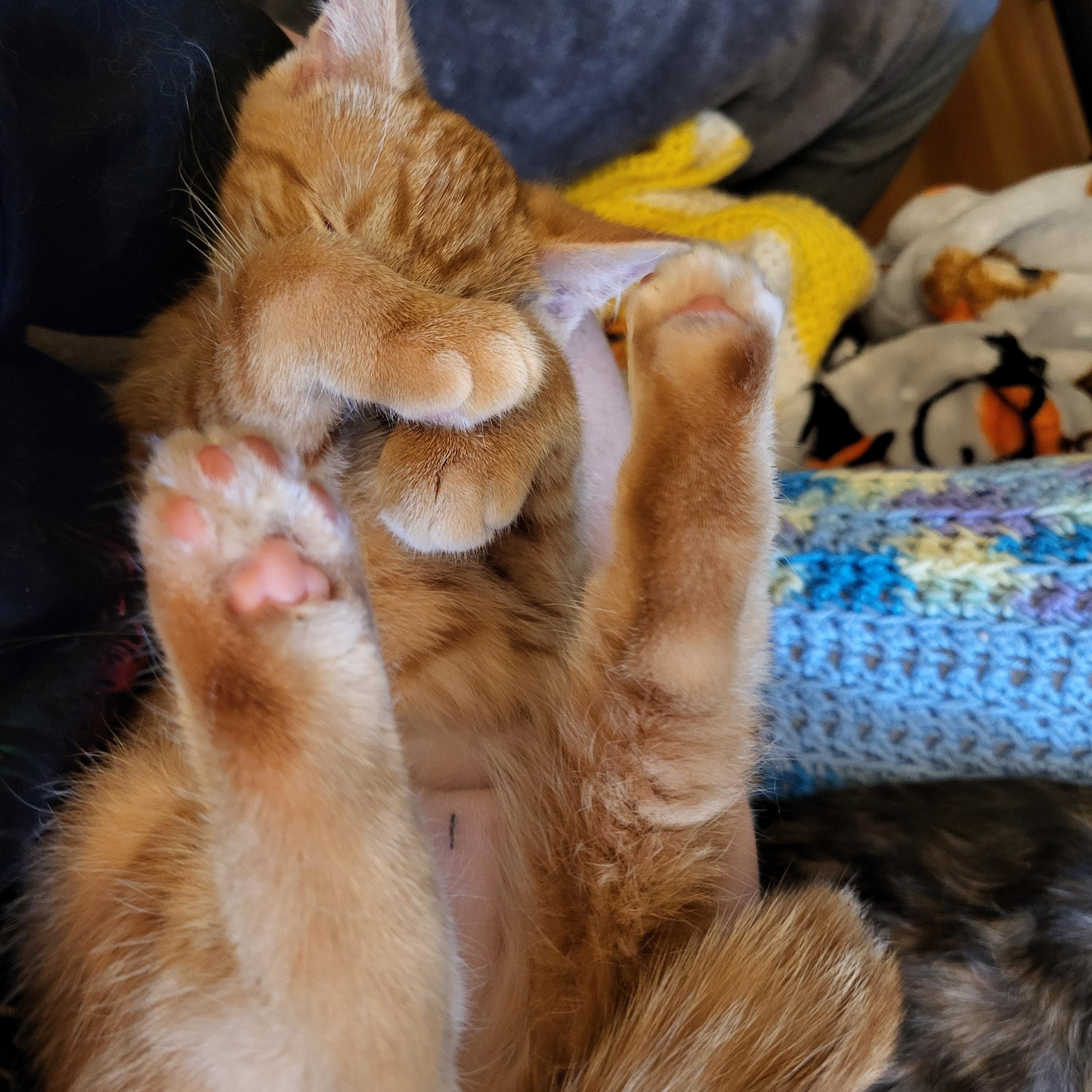 Opa, a Adoptable Domestic Short Hair in Milwaukee, WI image 6/6