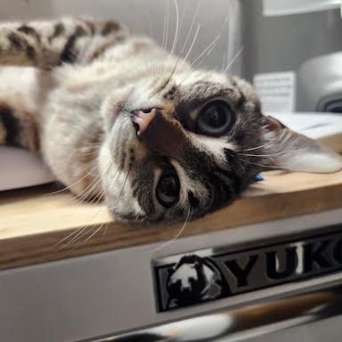 Enlarge Hannah, a Adoptable Domestic Short Hair in Allyn, WA image 1/1