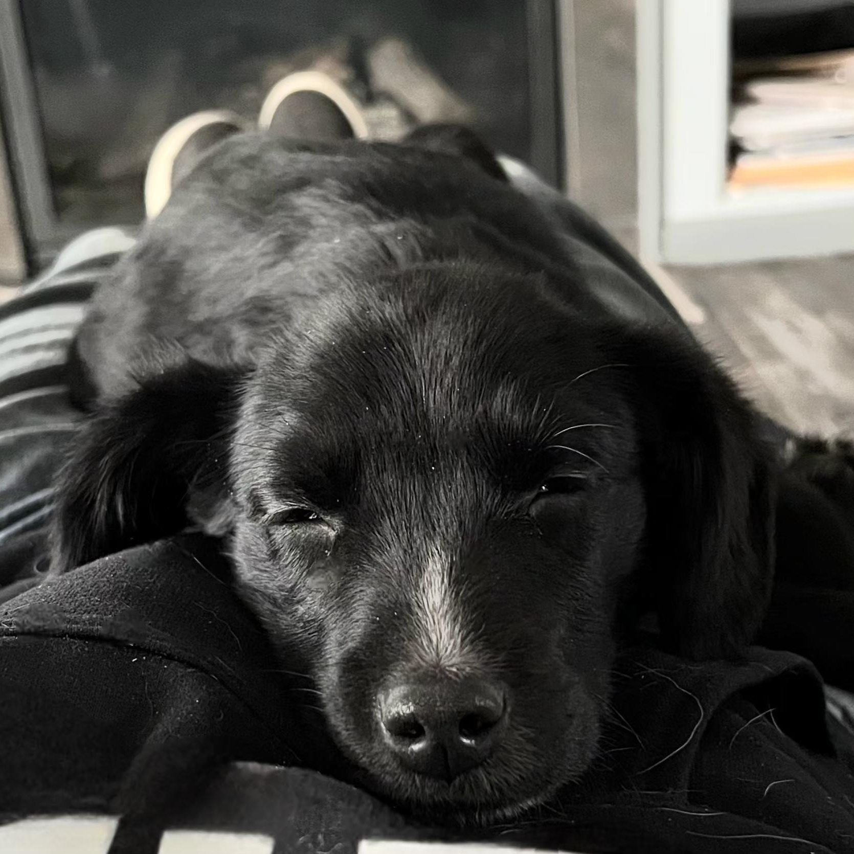 Enlarge Frick, an adopted mixed breed in Lincoln, NE image 4/4