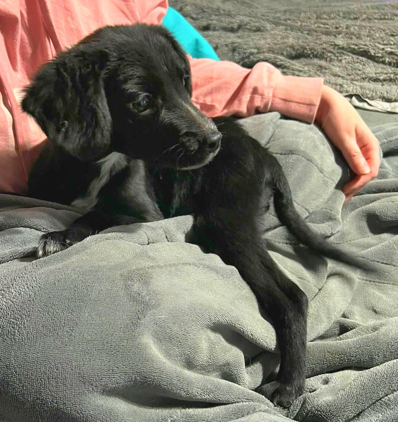 Enlarge Frick, an adopted mixed breed in Lincoln, NE image 2/4