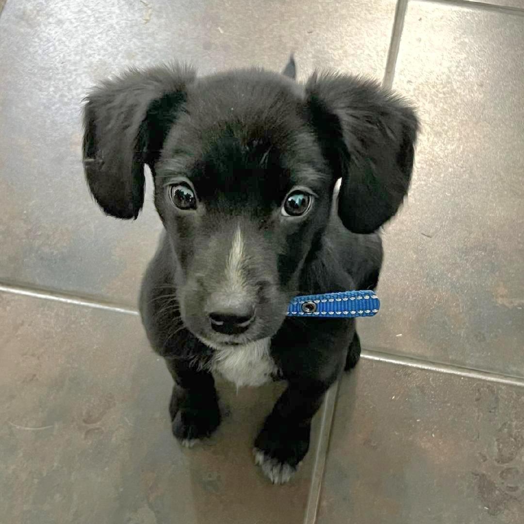 Enlarge Frick, an adopted mixed breed in Lincoln, NE image 3/4