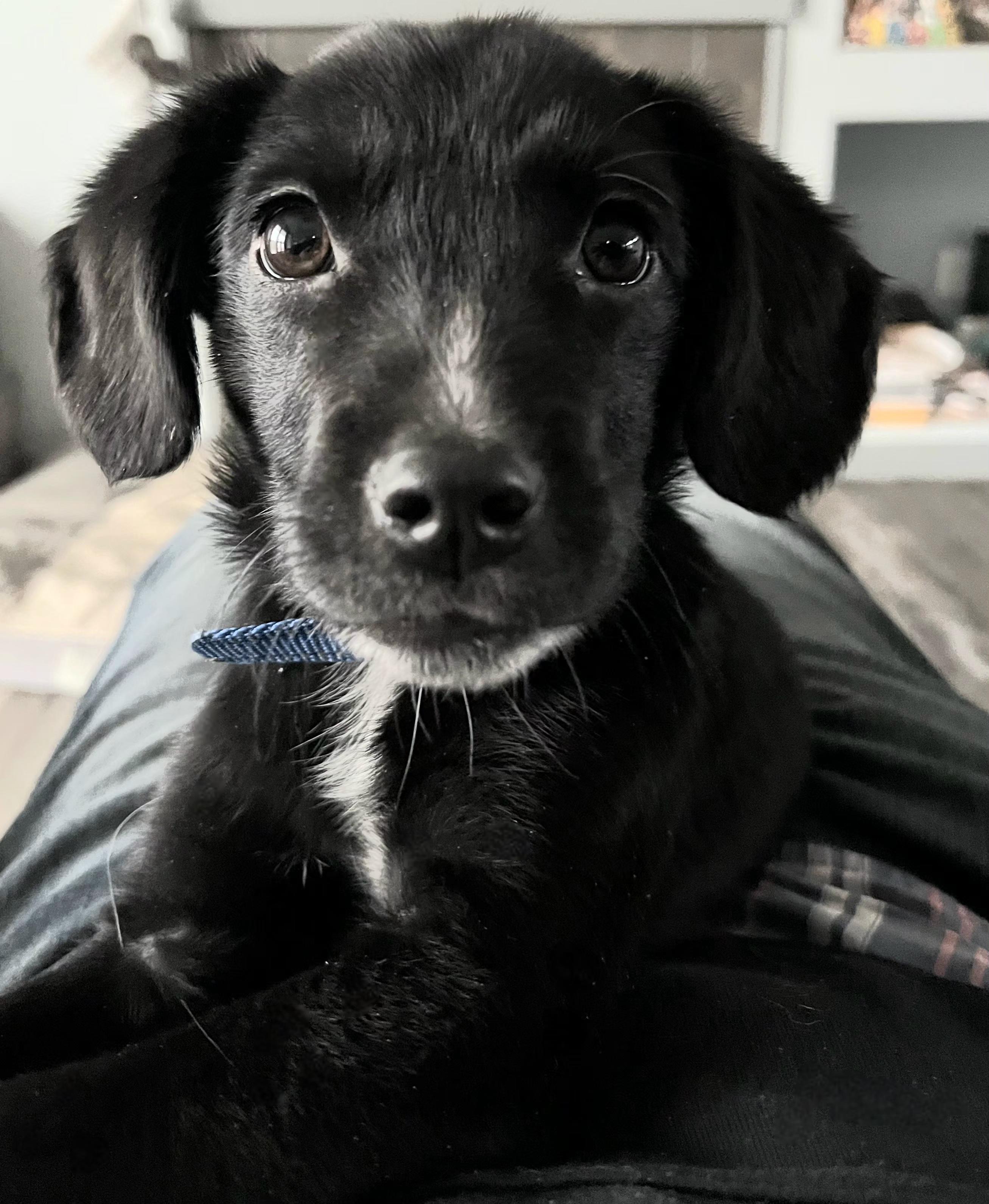 Frick, adopted, Puppy Male Border Collie.