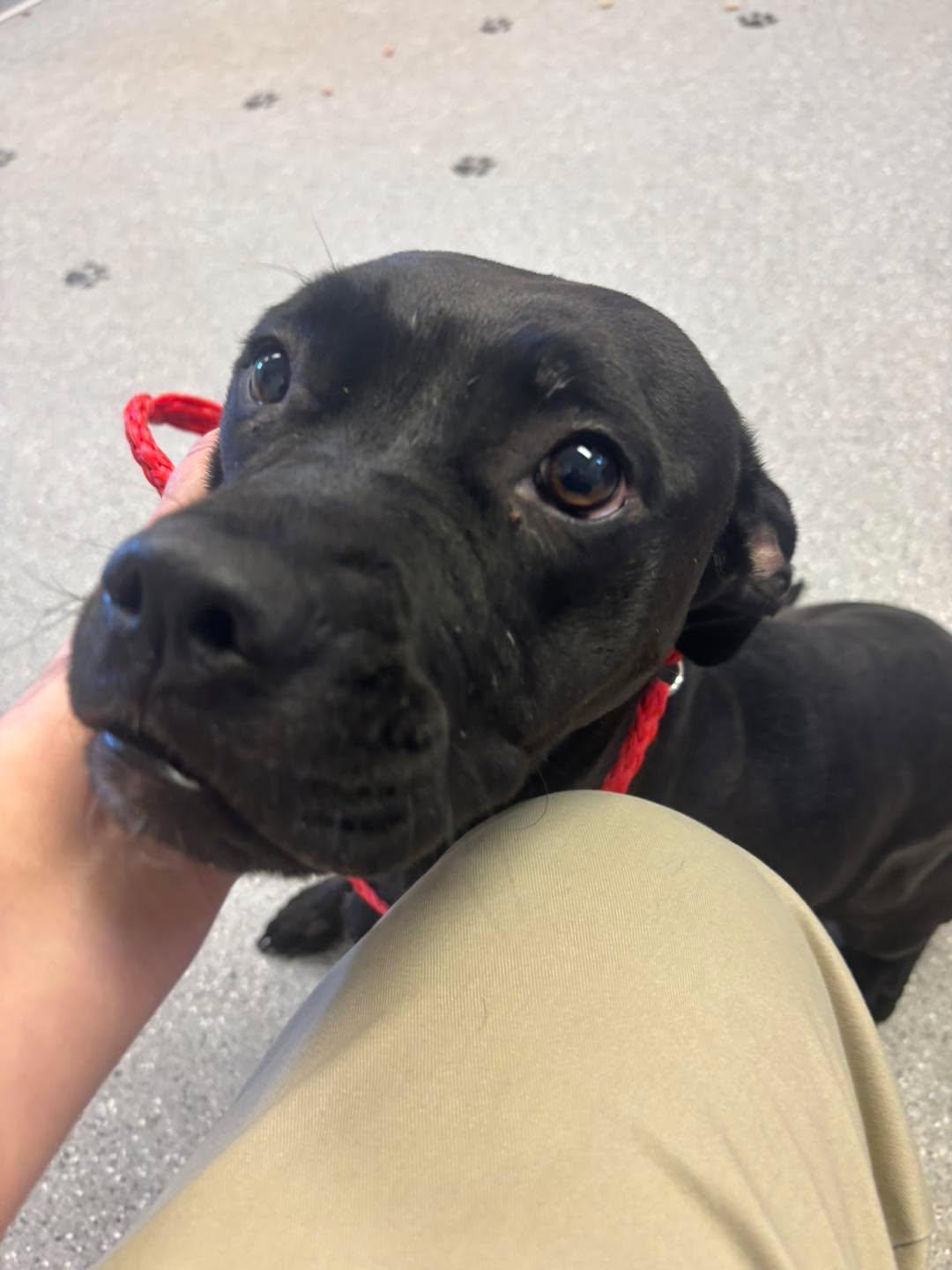 Shy, adopted, Young Female Boxer & Pit Bull Terrier.