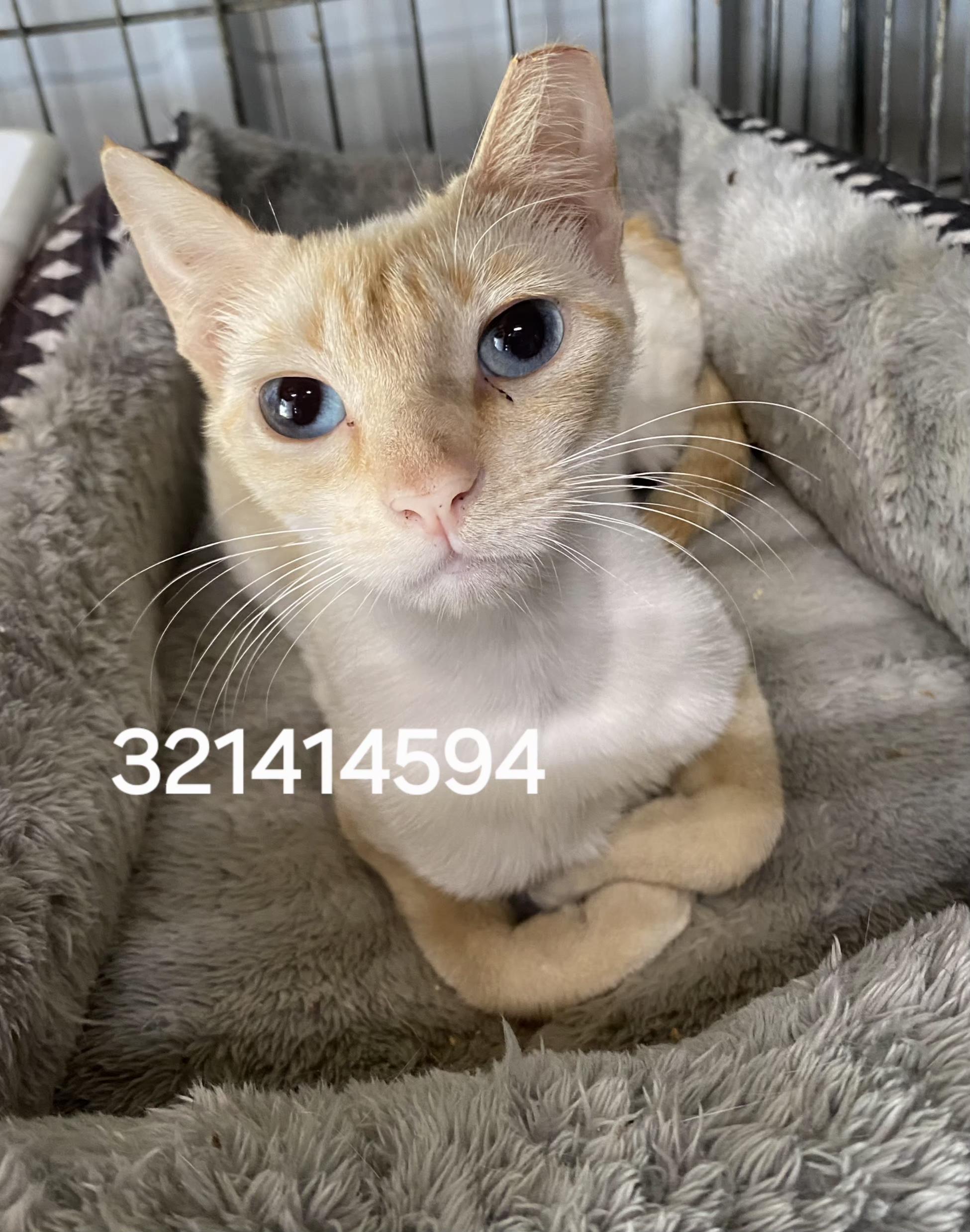 321414594, ADOPTABLE, Young Female Siamese.