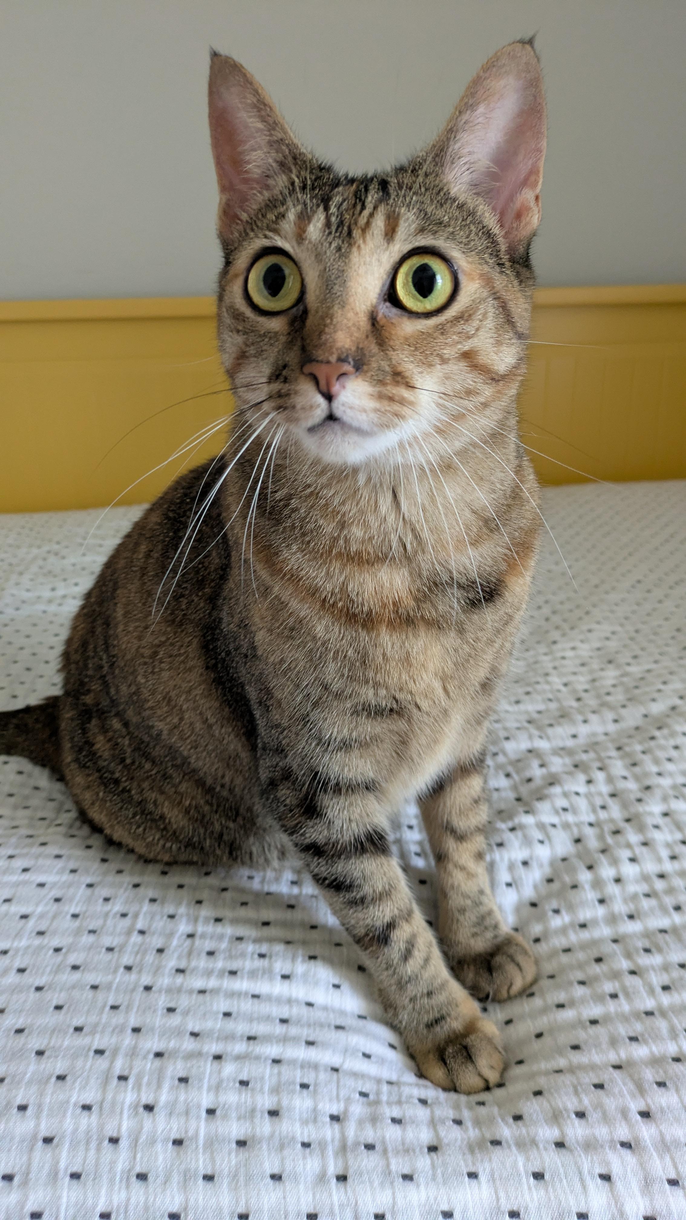 Zyla & Zara, a Adoptable mixed breed in Parker, TX image 5/6