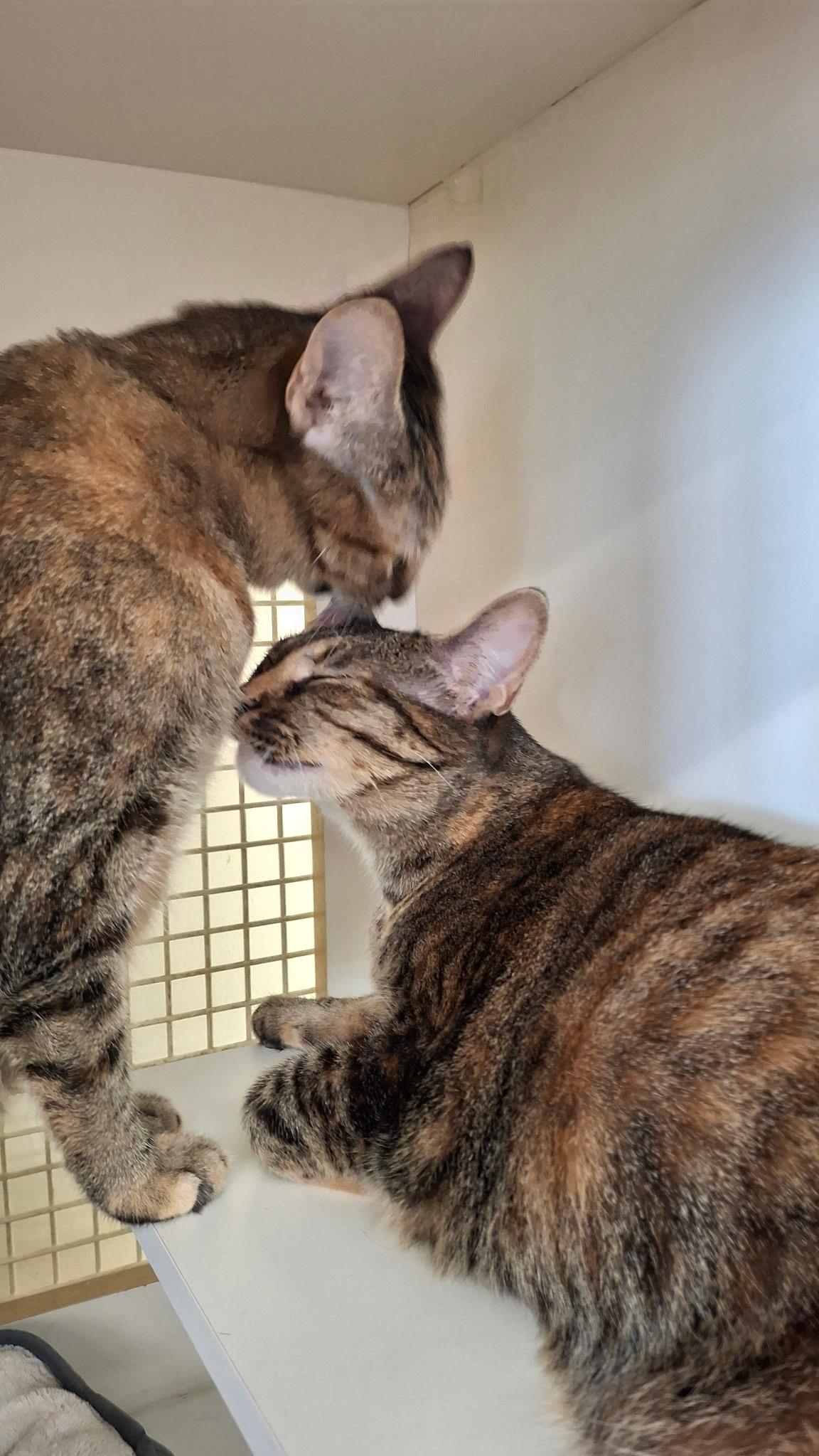 Zyla & Zara, an adoptable Torbie, Tabby in Parker, TX, 75002 | Photo Image 2