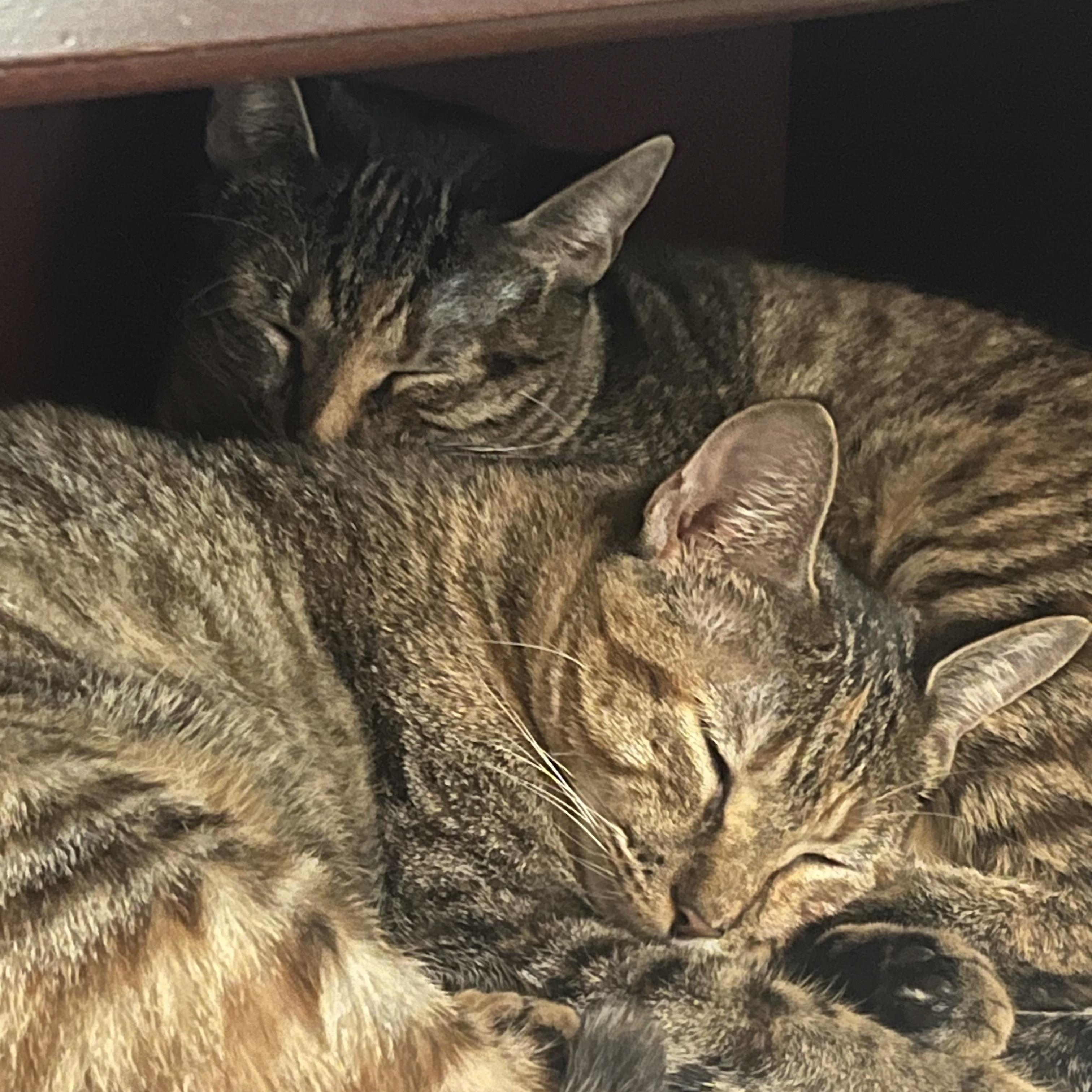 Zyla & Zara, a Adoptable mixed breed in Parker, TX image 6/6