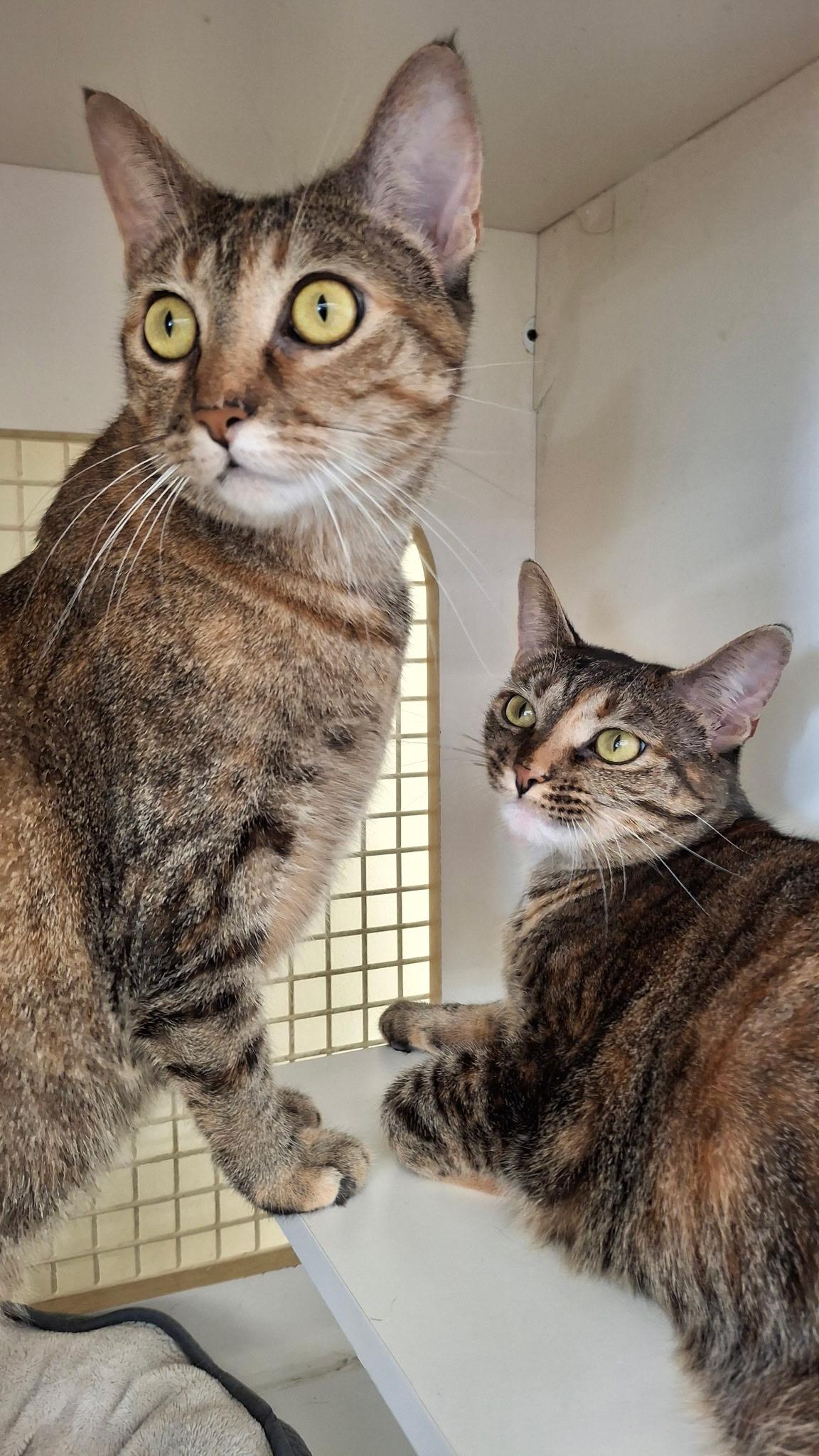 Zyla & Zara, Adoptable, Young Female Torbie & Tabby.
