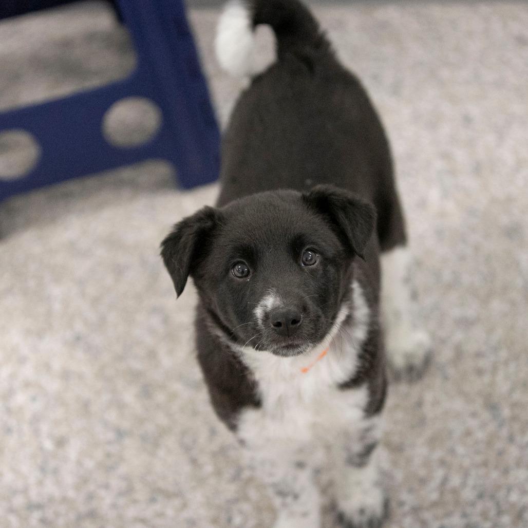Rayon (F26-13), Adoptable, Puppy Female Australian Cattle Dog / Blue Heeler & Mixed Breed.