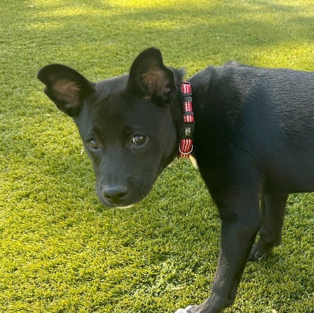 Enlarge Cinder, a ADOPTABLE mixed breed in Concord, NC image 5/6