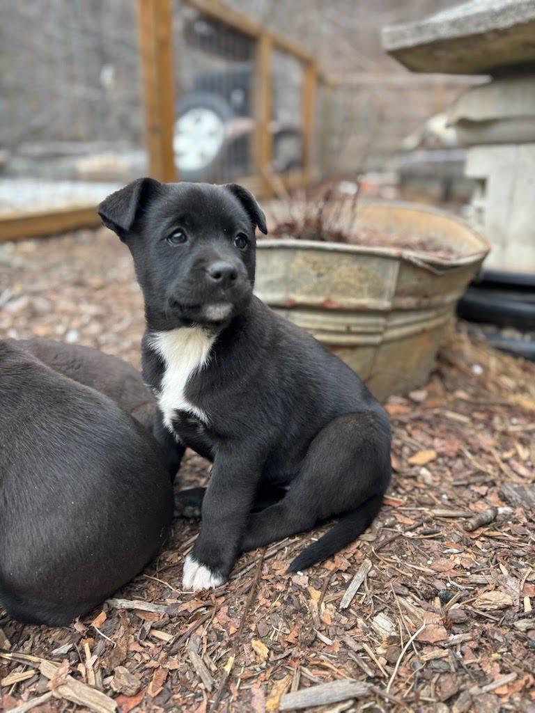 Enlarge Cinder, a ADOPTABLE mixed breed in Concord, NC image 3/6