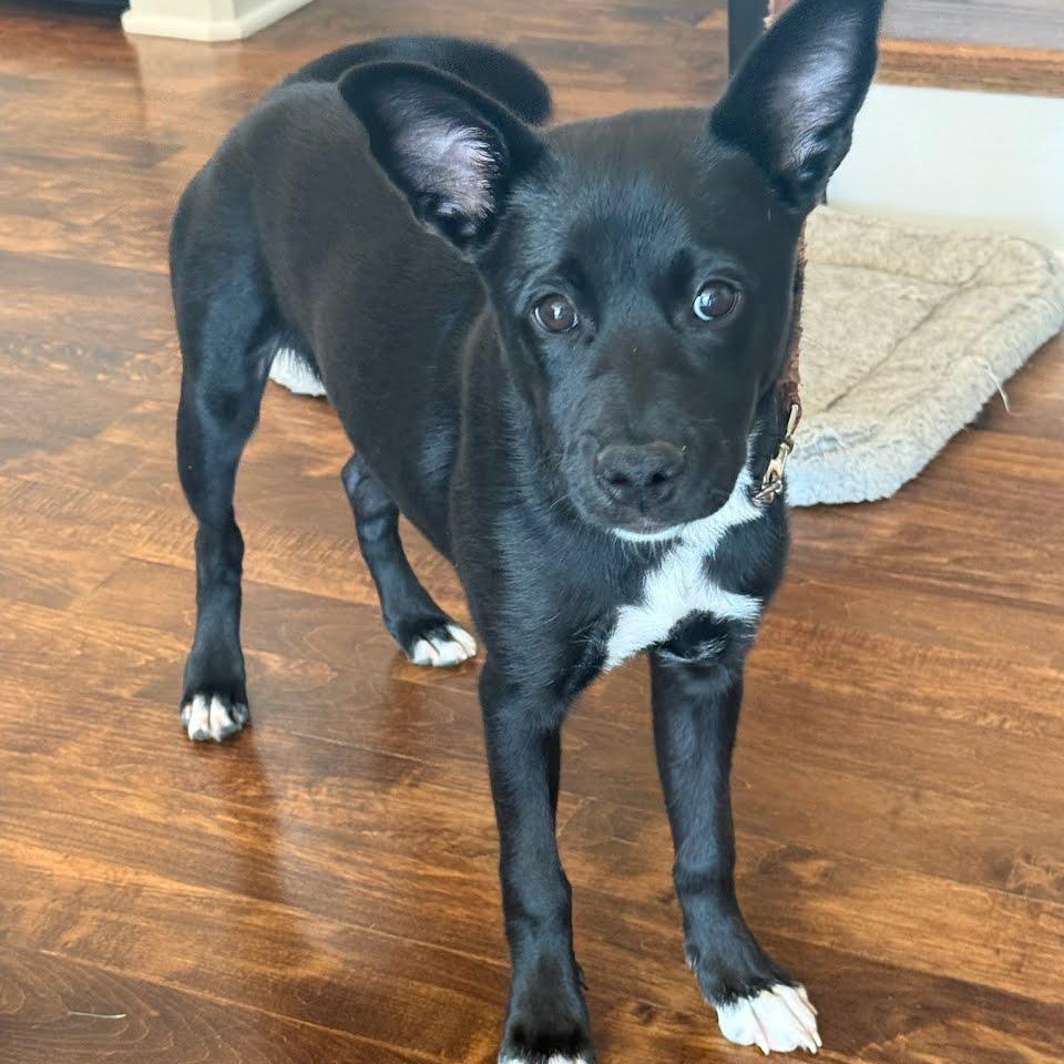Cinder, ADOPTABLE, Puppy Female Border Collie & Australian Kelpie.