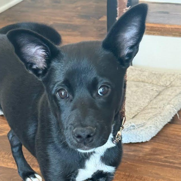 Cinder, a ADOPTABLE mixed breed in Concord, NC image 1/6