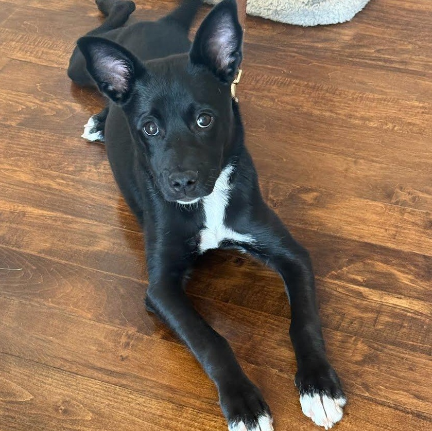 Enlarge Cinder, a ADOPTABLE mixed breed in Concord, NC image 6/6