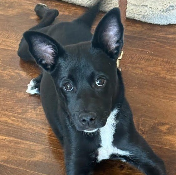 Cinder, a ADOPTABLE mixed breed in Concord, NC image 3/6