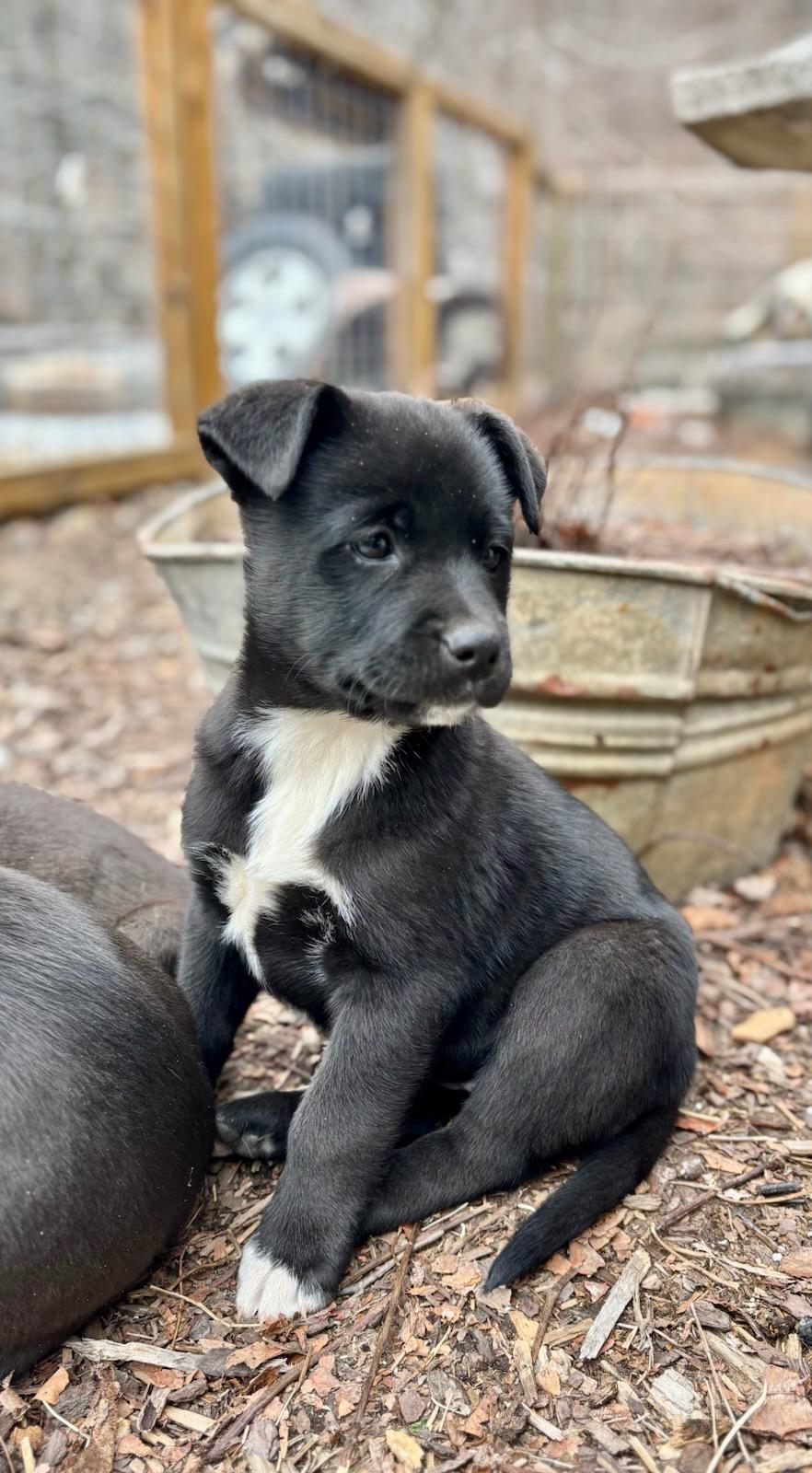 Enlarge Cinder, a ADOPTABLE mixed breed in Concord, NC image 4/6