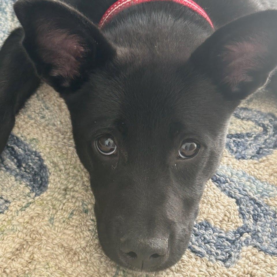 Enlarge Cinder, a ADOPTABLE mixed breed in Concord, NC image 2/6