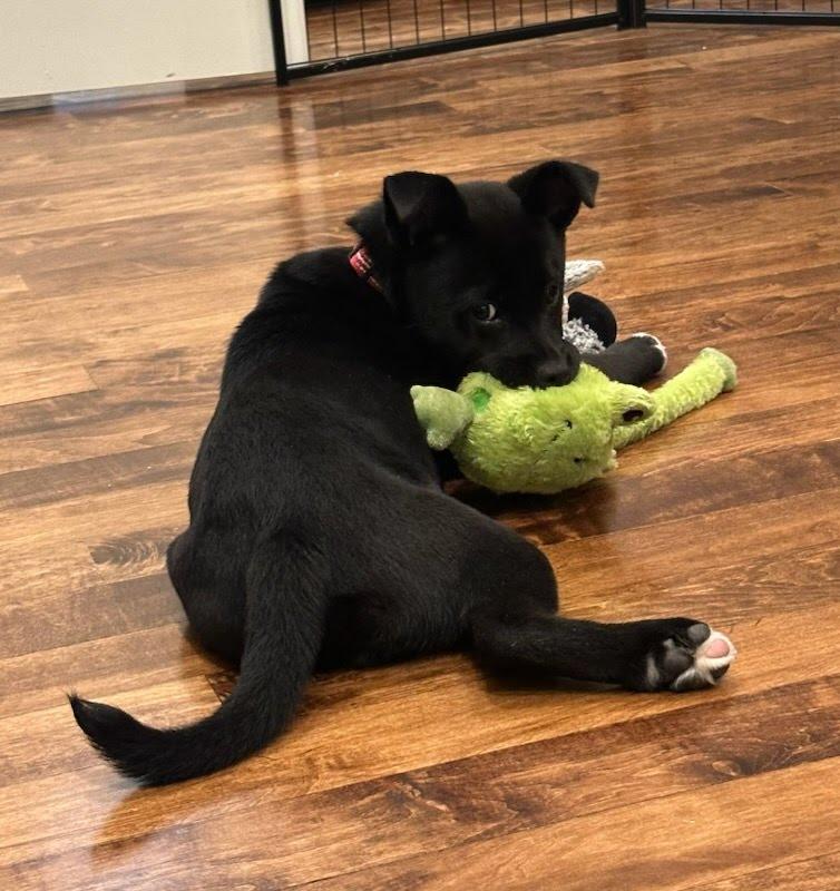 Enlarge Cinder, a ADOPTABLE mixed breed in Concord, NC image 4/6