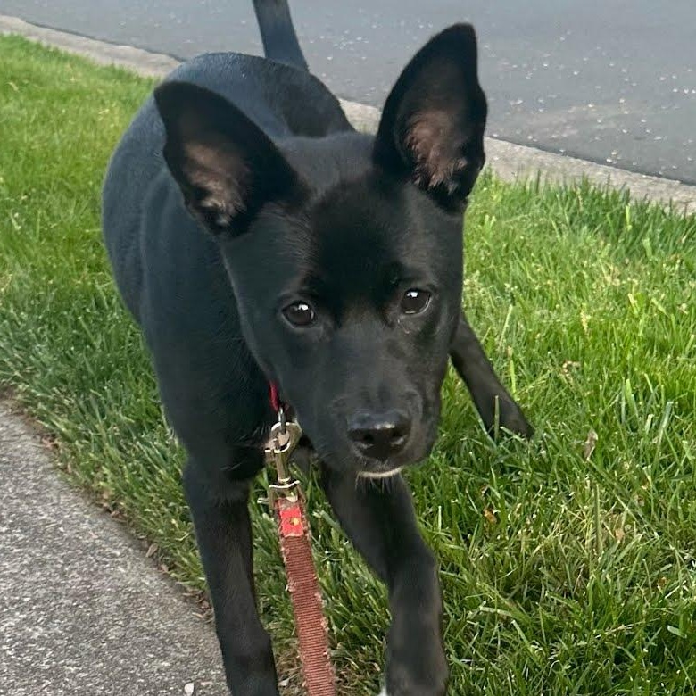 Enlarge Cinder, a ADOPTABLE mixed breed in Concord, NC image 3/6