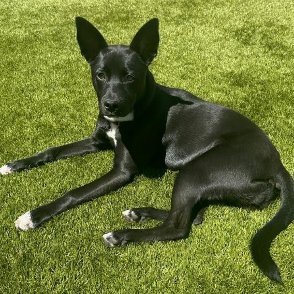 Cinder, ADOPTABLE, Puppy Female Carolina Dog & Border Collie.