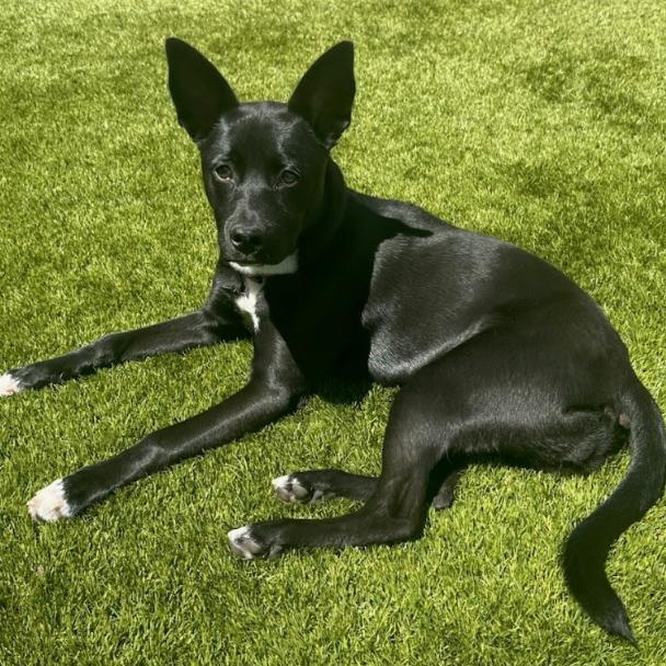 Cinder, a ADOPTABLE mixed breed in Concord, NC image 2/6