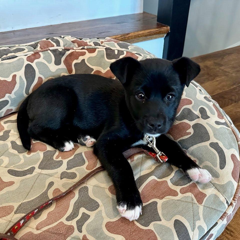 Enlarge Cinder, a ADOPTABLE mixed breed in Concord, NC image 2/6