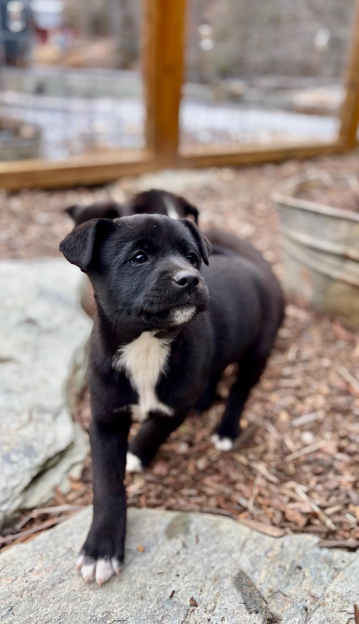 Enlarge Cinder, a ADOPTABLE mixed breed in Concord, NC image 5/6