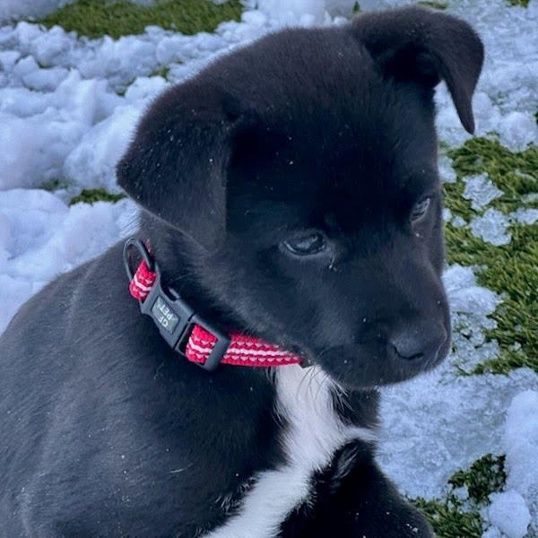 Enlarge Cinder, a ADOPTABLE mixed breed in Concord, NC image 6/6