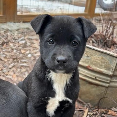 Enlarge Cinder, a ADOPTABLE mixed breed in Concord, NC image 1/6