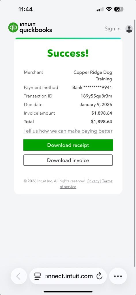 Phoenix, Adoptable, Young Male Pit Bull Terrier.