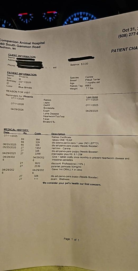 Phoenix, a Adoptable Pit Bull Terrier in sun prairie, WI image 3/4